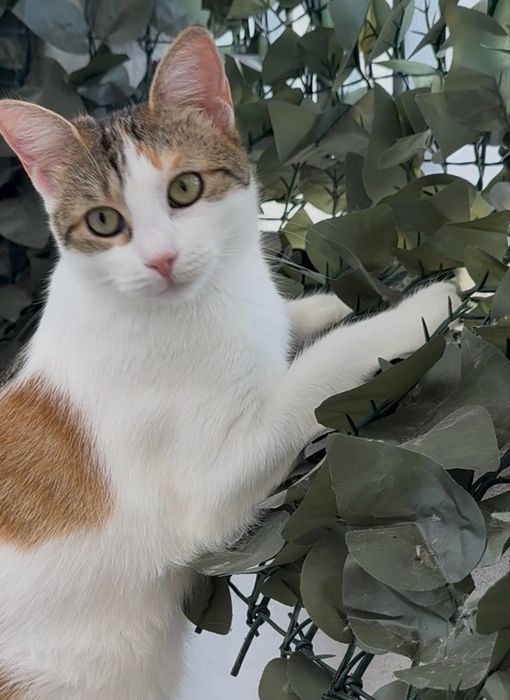Pisicuta Cleo isi cauta familie