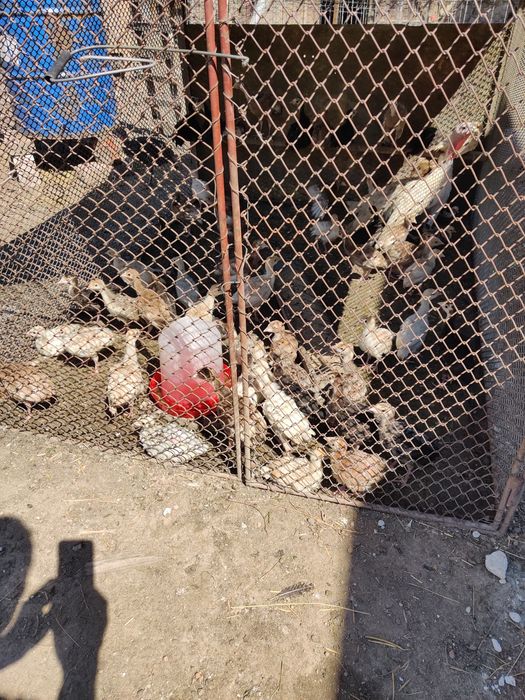 Vînd pui de curcă românești