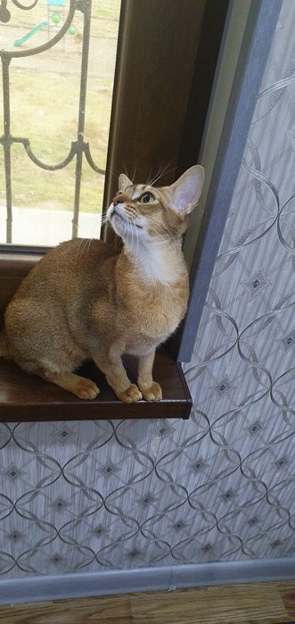 Продаётся :  Абессинский пара.