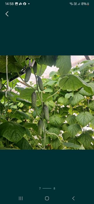 Рассада огурцов голландских сортов (предзаказ))