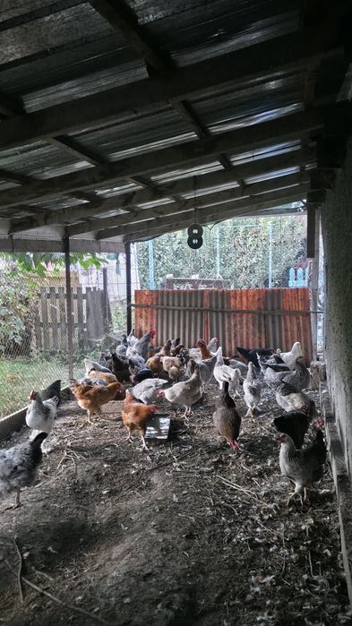 Домашних кур и цыплят