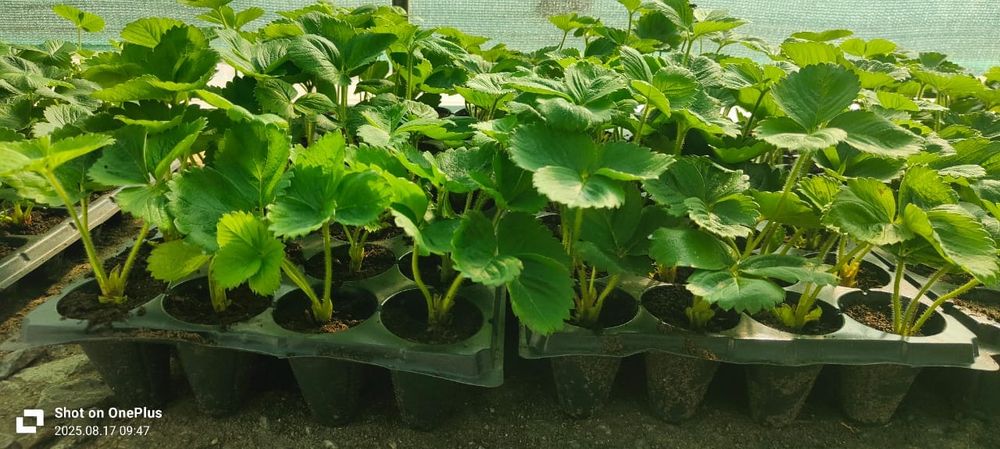 Рассада клубники