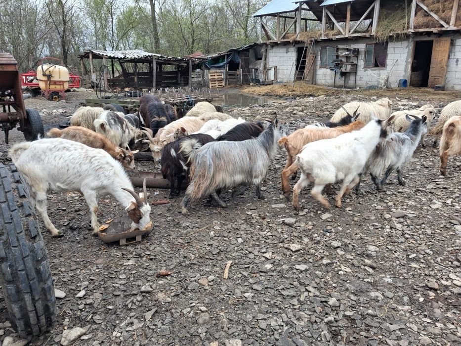 Vând capre cu iezi