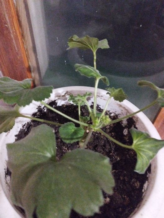 Цветы распродажа