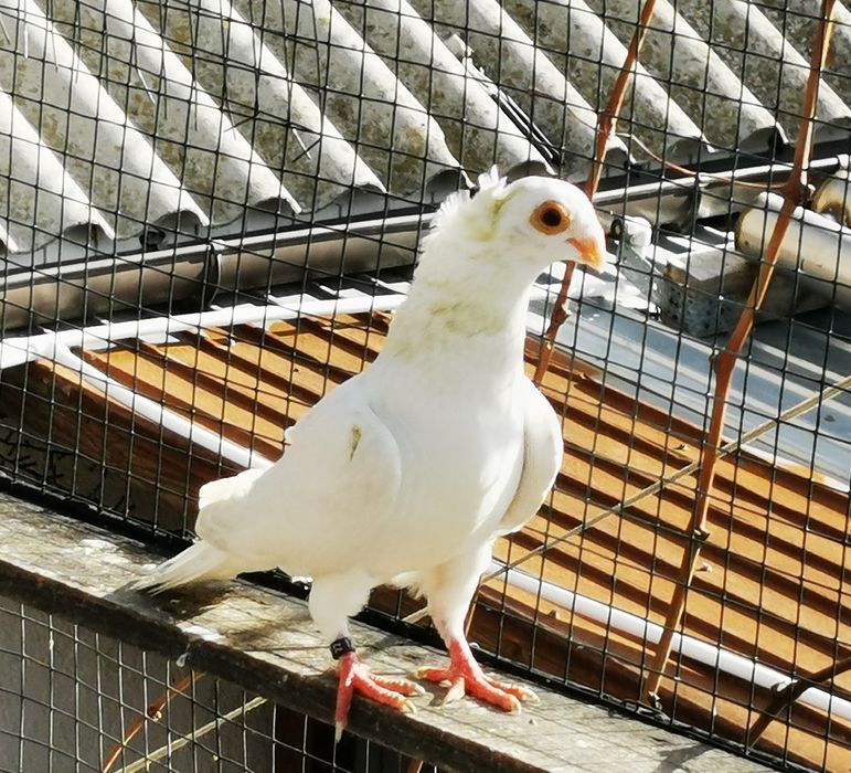 Porumbei jucatori galateni