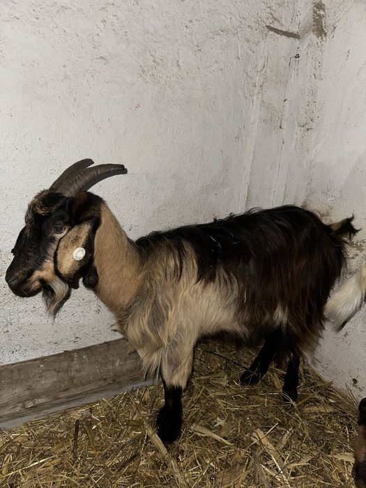 Vand iada metis anglonunbian gestanta la prima fatare Ohaba-Forgaci ...