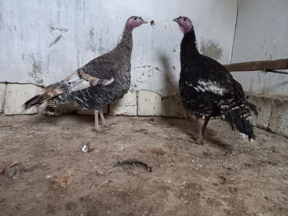 Индюктер сатылады