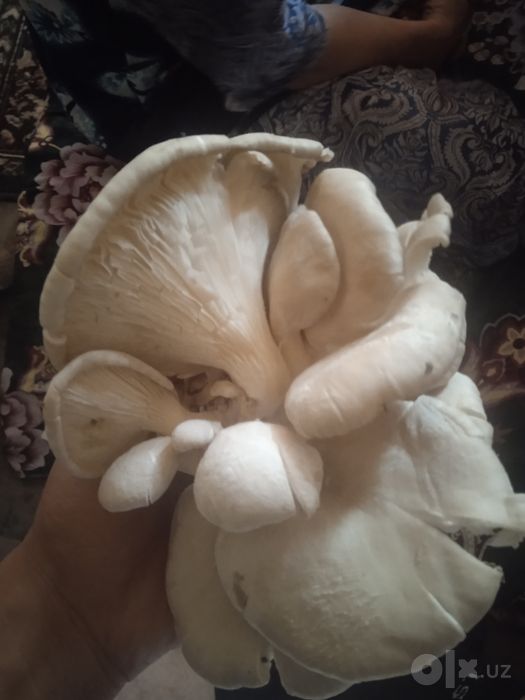 Yangi veshiki zamburug sotiladi