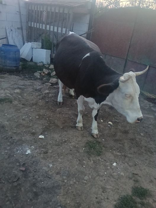 Vând vacă cu lapte !!!