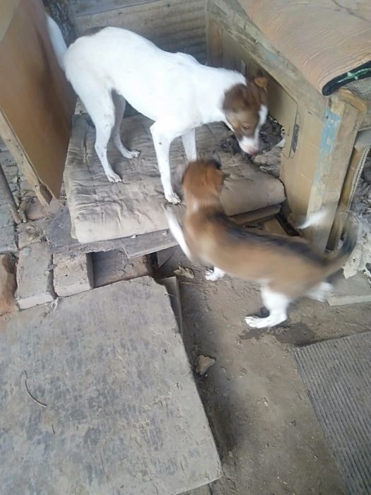 Отдаю щенят.      .