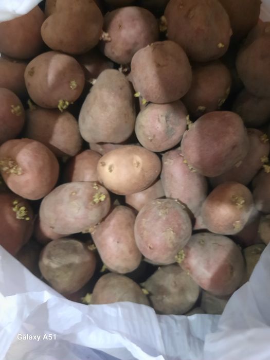 Картошка семенная