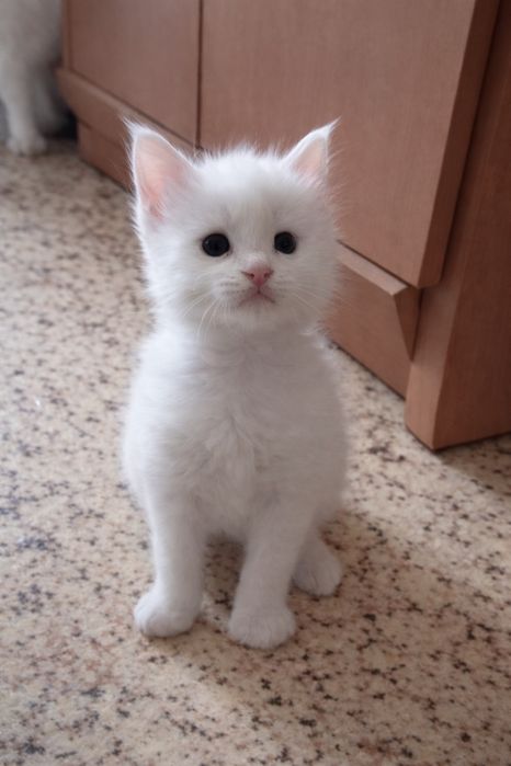 Котята породы Мейн Кун