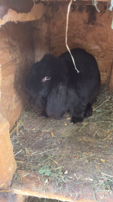 Vadnd femele berbec german