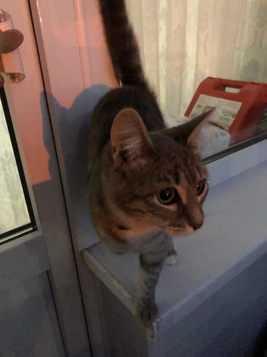 отдам котенка в добрые руки