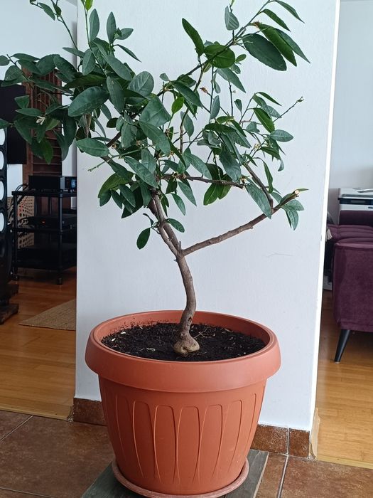 Lămâi Verde Mexican