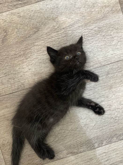 Животные . Котята .