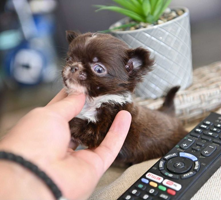 Мъжко дългокосместо мниатюрно шоколадово чихуахуа