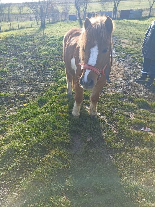 Vând ponei de 5 ani