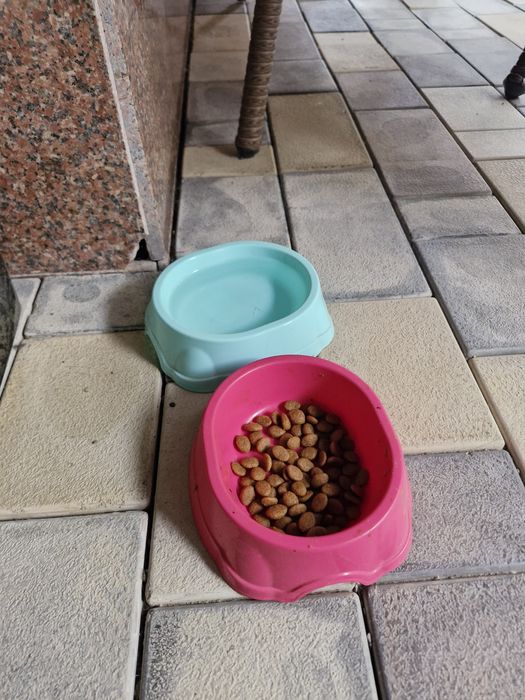 Отдам кота в добрые руки