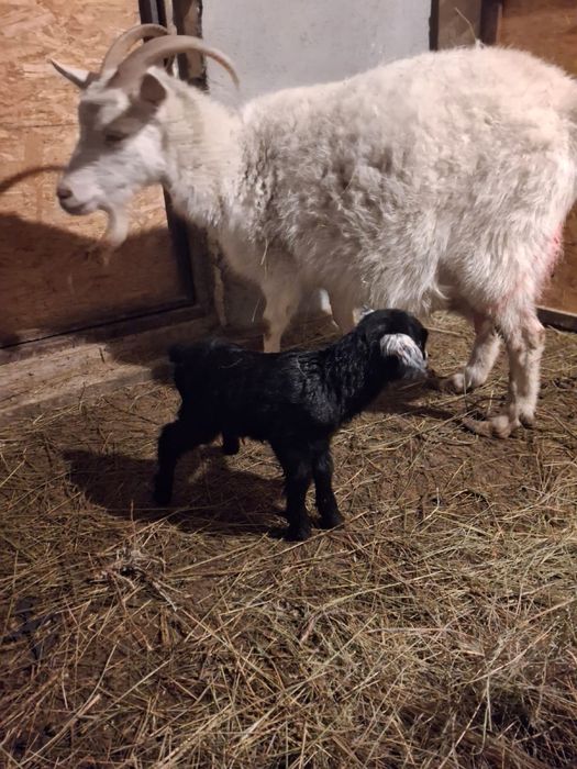 Ешкі сүті, балғын, дәмді