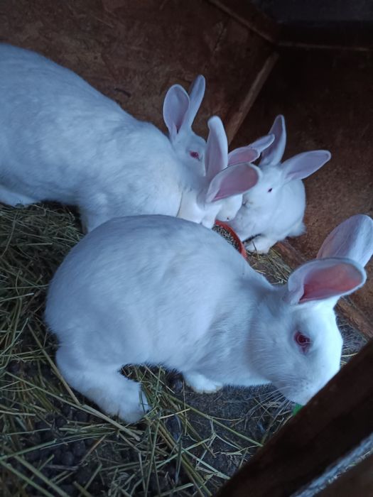 Iepuri Hycole francez