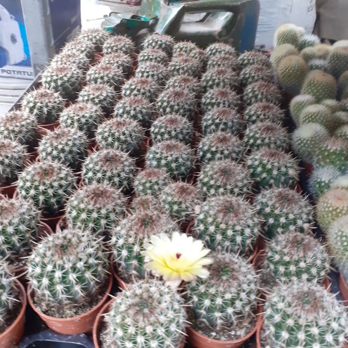 Cactuși și plante suculente