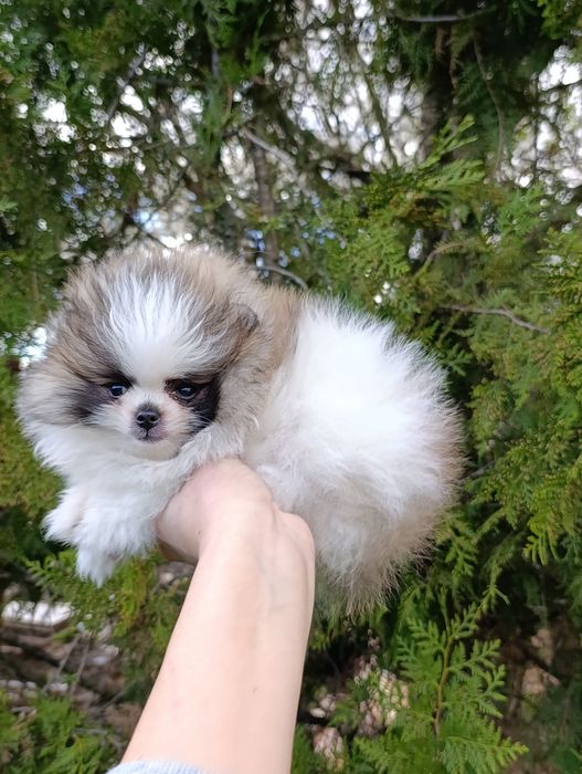 Pomeranian mini toy