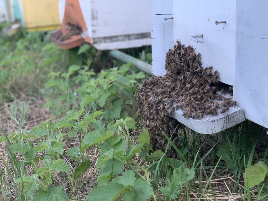 Roiuri de albine cu matci selectionate si imperecheate