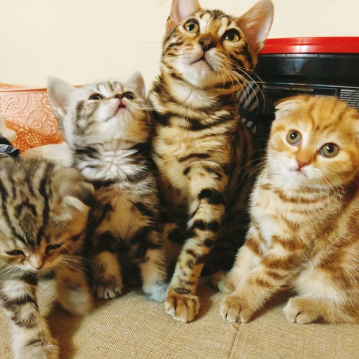 Котята чистокровные