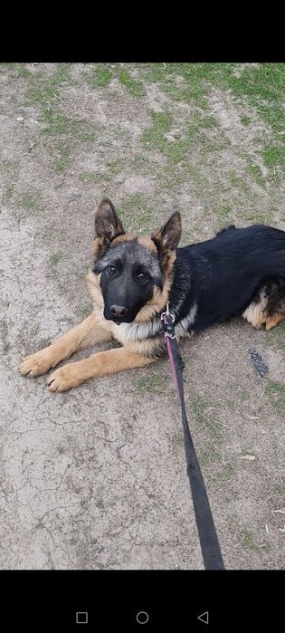 Щенок немецкой овчарки 100%