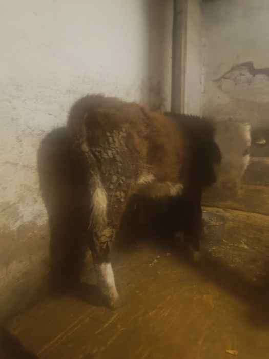 Продаю  телку хорошая