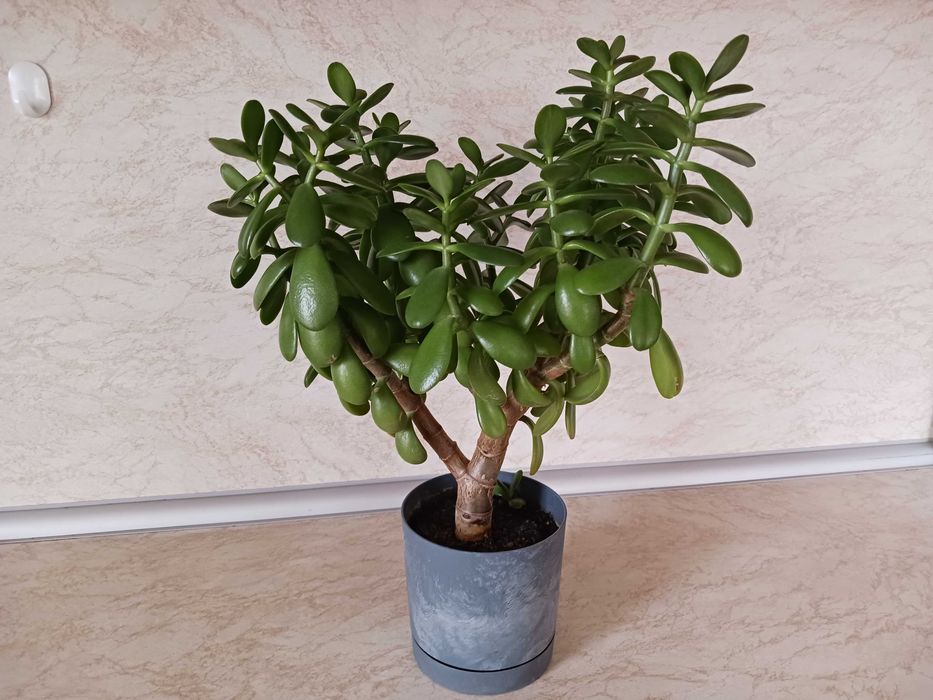 Дърво на живота - Красула - Дърво на парите