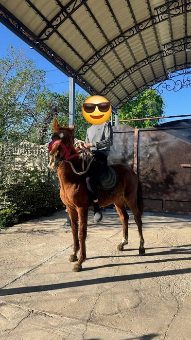 Продам лошадь  тай кунан