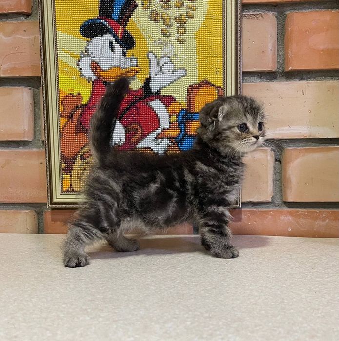Котята скотиш страйт и фолд