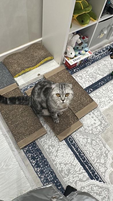 Отдам кота скотиш фолд