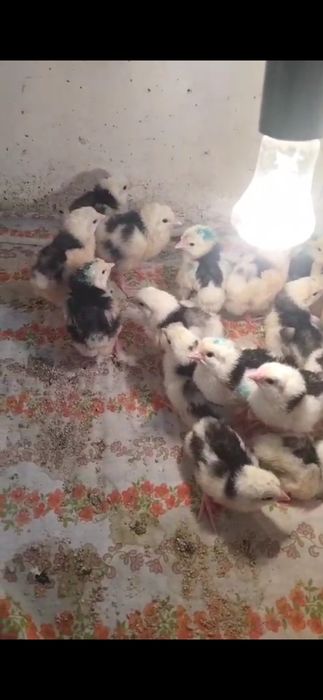 Цыплята породы Пушкинская пёстрая.Возможна доставка