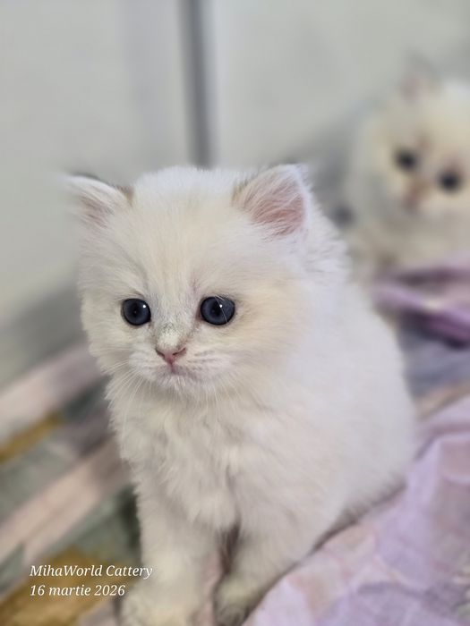 Pui pisica british longhair