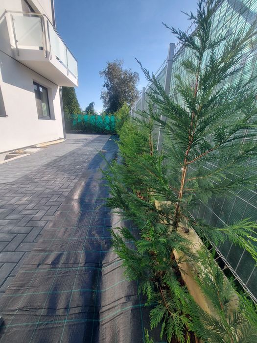 Gard viu Leylandii