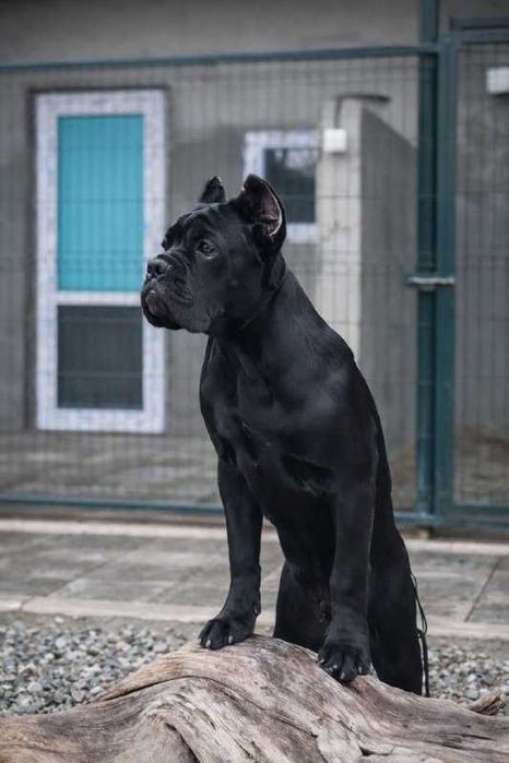 Кобель кане корсо