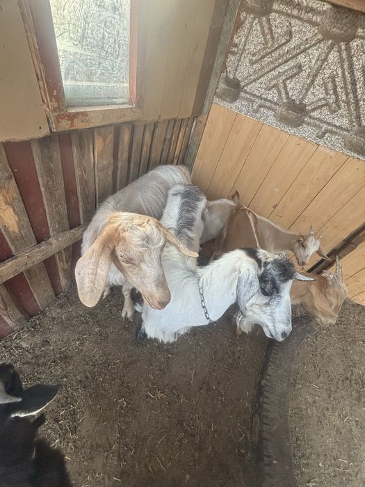 Продавам добре отглеждани КОЗИ