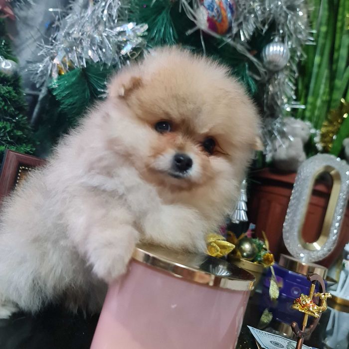 Померанский миник шпиц