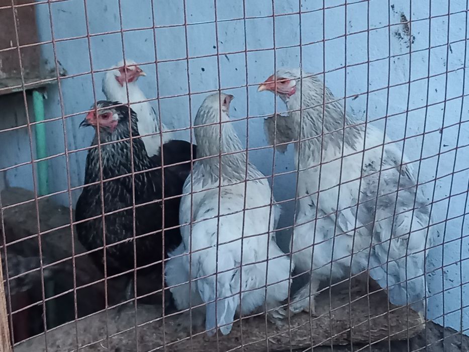 Жақсы Қораздар Брауын Тауықтары бар