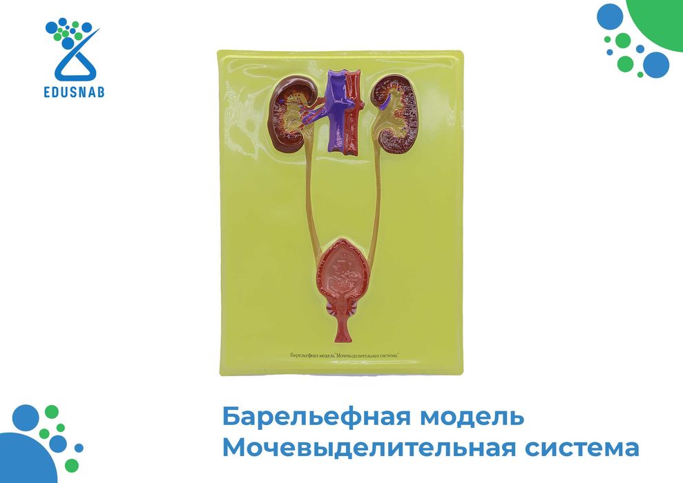 Барельефная модель / anatomik modellar/Tibbiy va ilmiy o‘quv asboblari