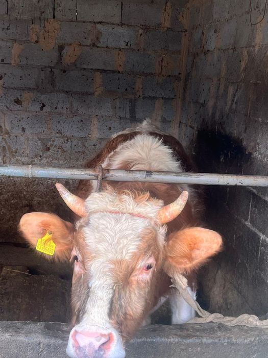 Продам      быка