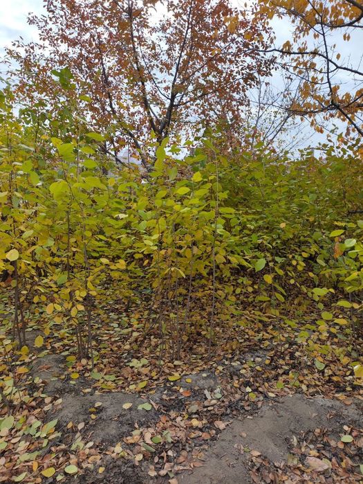 Саженцы местные.