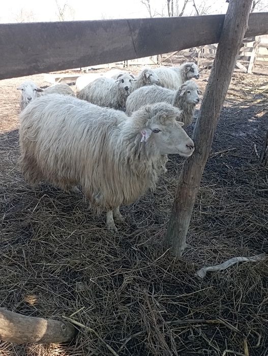 Vand berbec tânăr și o oaie cu miel