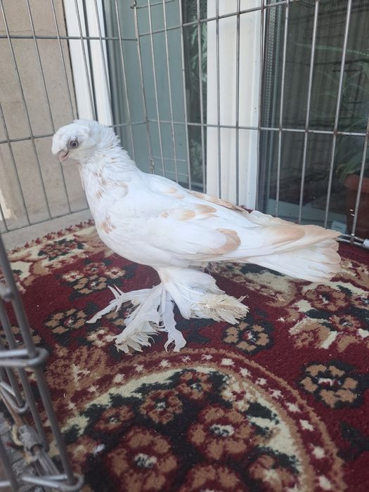 Голубка гульбдам