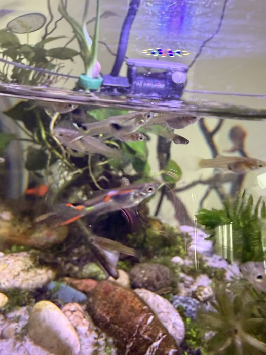 Продавам малки гупи Ендлер (Endler Guppy)