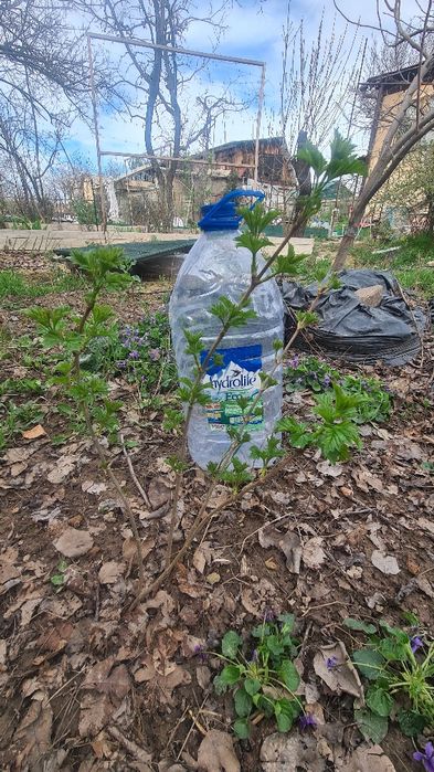 Саженцы Калины крупноплодной