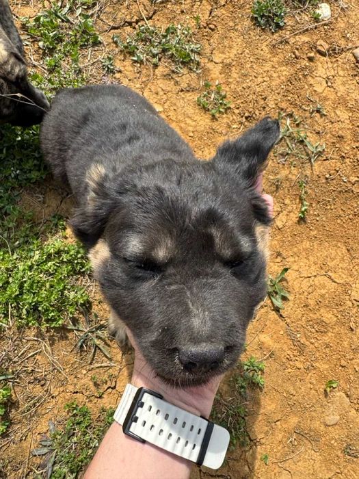 Donez catei 8 saptamani